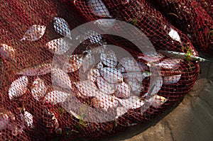 Fish nets full of catch