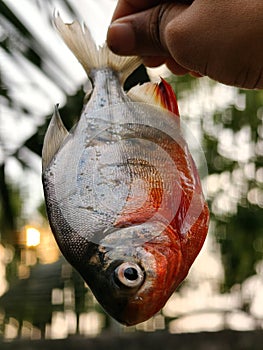 Fish neture background image photography photo