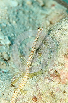 Fish - network pipefish