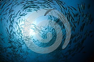 Un grande banco di pesci nuotano in cerchio in mezzo all'oceano, con una certa luce del sole in streaming attraverso l'acqua.