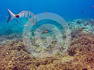 Fish in the ocean background, Diplodus sargus and Chromis limbata off the coast of the Canary Islands in the Atlantic ocean