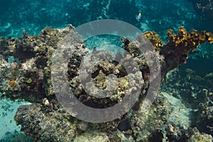 Fish in a ocean reef