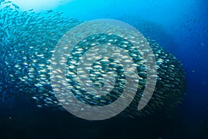 Fish in ocean . School of fishes Yellow-stripe scad, Thinscaled