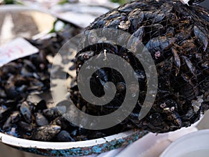 Fish in open seamarket photo