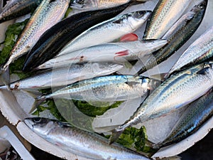 Fish in open seamarket photo