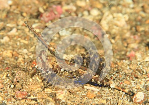 Fish - Orange and black dragonet