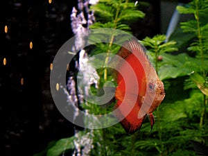 Fish - orange Discus