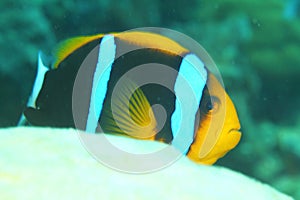 Fish - Orange-finned anemonefish