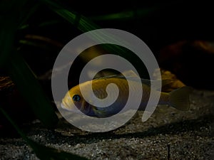 Fish of order Perciformes, Family Cichlid Genus - petrotilapia in an aquarium. photo