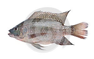Fish,Oreochromis nilotica isolated on white background
