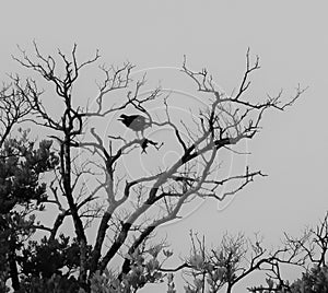 The Fish and the Osprey in a Tree