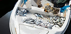 Fish and other marine on fishing boats at fish market