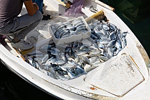 Fish and other marine on fishing boats at fish market