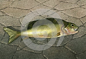 A Fish Out Of Water - Digital artwork