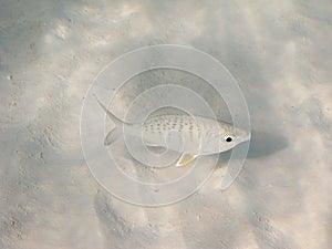 Fish over sand