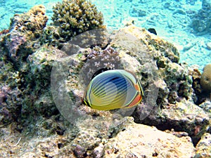 Fish : Pacific Red-Fin Butterfly