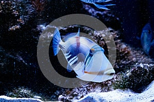 Fish Painted Triggerfish Rhinecanthus aculeatus