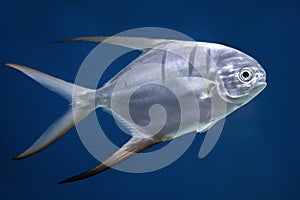 fish Palometa Trachinotus goodei swim in blue water in the aquarium