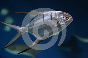 fish Palometa Trachinotus goodei swim in blue water in the aquarium