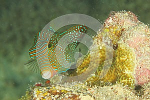 Fish - Papuan tobi