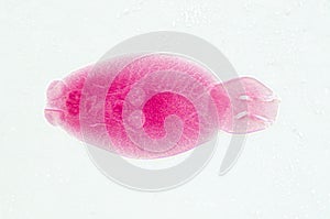 Fish parasite Benedenia seriolae worm micrograph photo