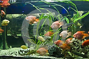 Fish-parrot (Scaridae)