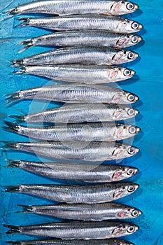 Fish pattern A group of anchovies spread out on a blue background. Ionian Sea, Italy, Apulia region