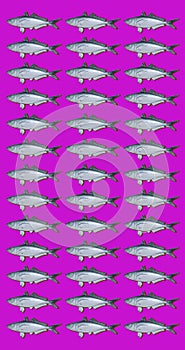 Fish pattern with many silver and blue fish symmetrically arranged on a pink background. vertical image for social networks