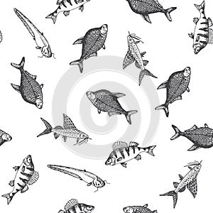 Fish pattern. Sketch of carp. Hand drawn vector illustrations. Vector sea and ocean creatures for seafood menu design.