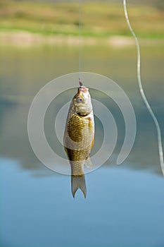 The fish pecked the fishing rod photo