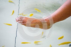 Fish pedicures, also known as Garra rufa therapy. This fish eats dead skin cells photo