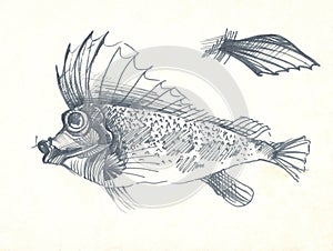 Fish pen drawing sketch