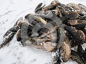 Fish Perccottus glenii the catch of winter fishing lies on the snow