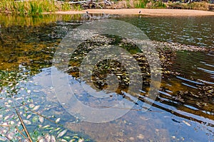 Fish pestilence in the Ellery Creek Big Hole, MacDonnell National Park, Australia