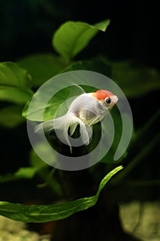 Fish and pet: goldfish lionhead