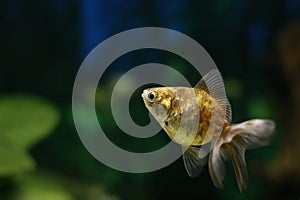 Fish and pet. Goldfish Oranda