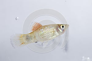 Fish photo in freshwater aquarium photo