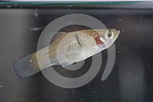 Fish photo in freshwater aquarium photo