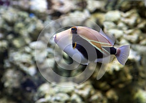 Fish Picasso Triggerfish rectangular