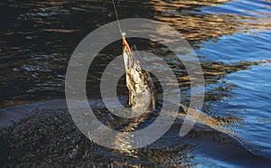 Fish pike caught on a hook