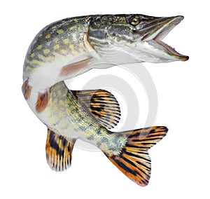 Fish pike isolated. Freshwater alive river fish with scales