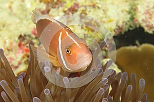 Fish - Pink anemonefish