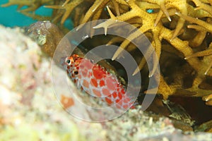 Fish - Pixy hawkfish or Coral hawkfish