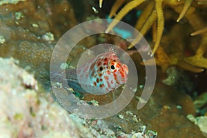 Fish - Pixy hawkfish or Coral hawkfish