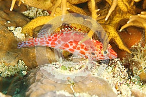 Fish - Pixy hawkfish or Coral hawkfish