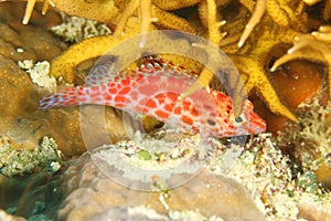 Fish - Pixy hawkfish or Coral hawkfish photo