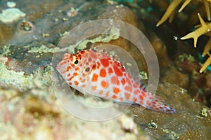Fish - Pixy hawkfish or Coral hawkfish photo