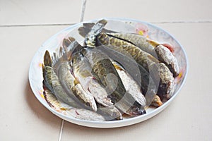 Fish in plate