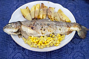 Fish in a plate with potato and corn. Salmonidae in a plate