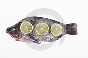 Fish, Platy mojarra, Nilotic tilapia, Chitralada tilapia on white background